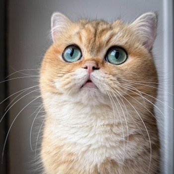 chat British Shorthair black golden ticked tabby Yuli Chatterie Nekobaa