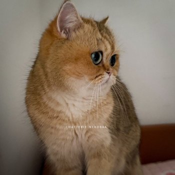 chat British Shorthair black golden ticked tabby Yuli Chatterie Nekobaa