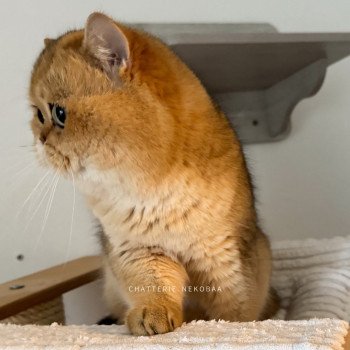 chat British Shorthair black golden ticked tabby Yuuki Chatterie Nekobaa chat British Shorthair black golden ticked tabby Yuuki Chatterie Nekobaa