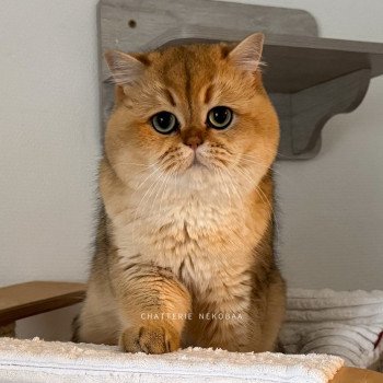 chat British Shorthair black golden ticked tabby Yuuki Chatterie Nekobaa chat British Shorthair black golden ticked tabby Yuuki Chatterie Nekobaa