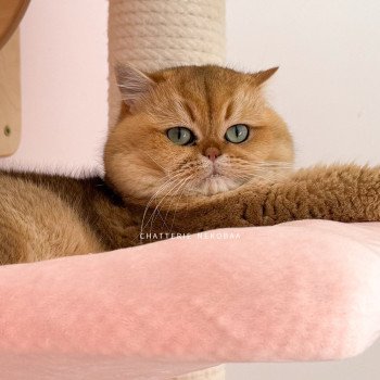 chat British Shorthair black golden ticked tabby Yuuki Chatterie Nekobaa chat British Shorthair black golden ticked tabby Yuuki Chatterie Nekobaa