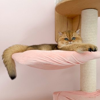 chat British Shorthair black golden ticked tabby Yuuki Chatterie Nekobaa chat British Shorthair black golden ticked tabby Yuuki Chatterie Nekobaa