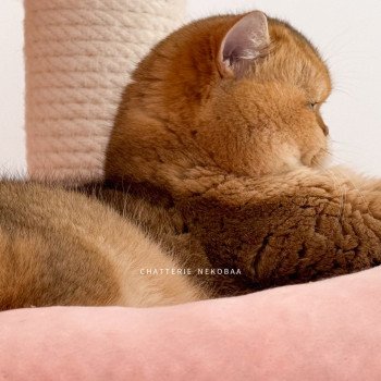 chat British Shorthair black golden ticked tabby Yuuki Chatterie Nekobaa chat British Shorthair black golden ticked tabby Yuuki Chatterie Nekobaa