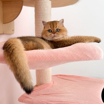 chat British Shorthair black golden ticked tabby Yuuki Chatterie Nekobaa chat British Shorthair black golden ticked tabby Yuuki Chatterie Nekobaa