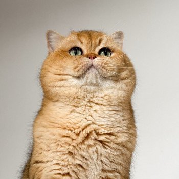 chat British Shorthair black golden ticked tabby Yuuki Chatterie Nekobaa chat British Shorthair black golden ticked tabby Yuuki Chatterie Nekobaa
