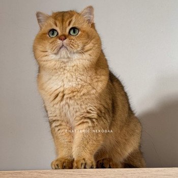 chat British Shorthair black golden ticked tabby Yuuki Chatterie Nekobaa chat British Shorthair black golden ticked tabby Yuuki Chatterie Nekobaa
