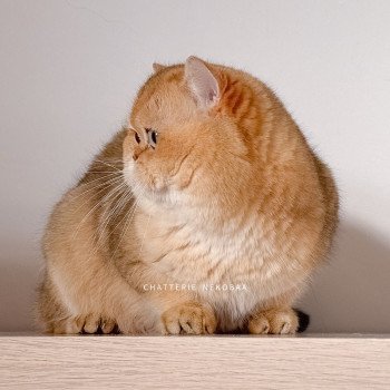 chat British Shorthair black golden ticked tabby Yuuki Chatterie Nekobaa chat British Shorthair black golden ticked tabby Yuuki Chatterie Nekobaa