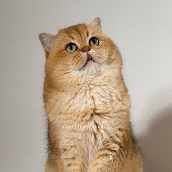 chat British Shorthair black golden ticked tabby Yuuki Chatterie Nekobaa chat British Shorthair black golden ticked tabby Yuuki Chatterie Nekobaa