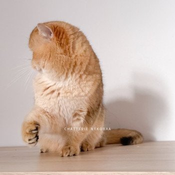 chat British Shorthair black golden ticked tabby Yuuki Chatterie Nekobaa chat British Shorthair black golden ticked tabby Yuuki Chatterie Nekobaa