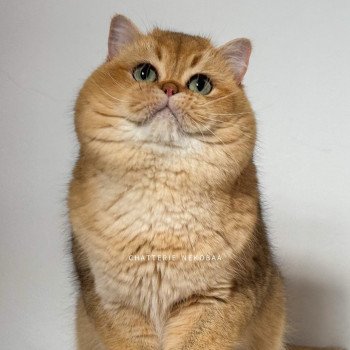Yuuki Mâle British Shorthair