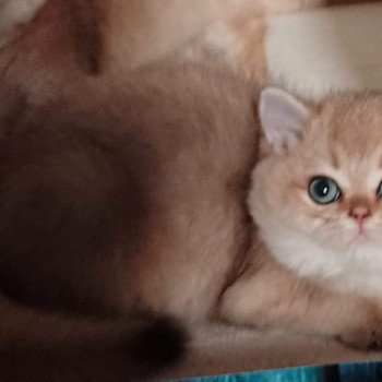 chat British Shorthair black golden shaded Yuuki Chatterie Nekobaa chat British Shorthair black golden shaded Yuuki Chatterie Nekobaa