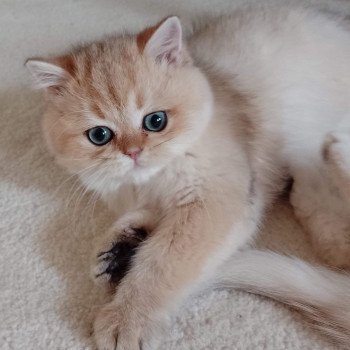 chat British Shorthair black golden shaded Yuuki Chatterie Nekobaa chat British Shorthair black golden shaded Yuuki Chatterie Nekobaa