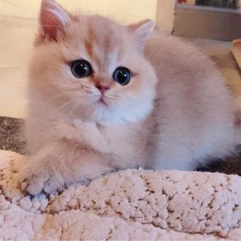 chat British Shorthair black golden shaded Yuuki Chatterie Nekobaa chat British Shorthair black golden shaded Yuuki Chatterie Nekobaa
