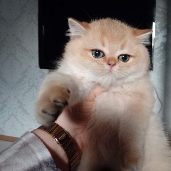 chat British Shorthair black golden shaded Yuuki Chatterie Nekobaa chat British Shorthair black golden shaded Yuuki Chatterie Nekobaa