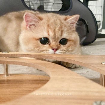 chat British Shorthair black golden shaded Yuuki Chatterie Nekobaa chat British Shorthair black golden shaded Yuuki Chatterie Nekobaa