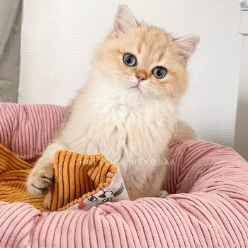 chat British Shorthair black golden shaded Yuuki Chatterie Nekobaa chat British Shorthair black golden shaded Yuuki Chatterie Nekobaa