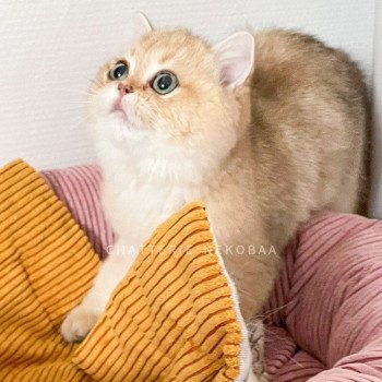 chat British Shorthair black golden shaded Yuuki Chatterie Nekobaa chat British Shorthair black golden shaded Yuuki Chatterie Nekobaa