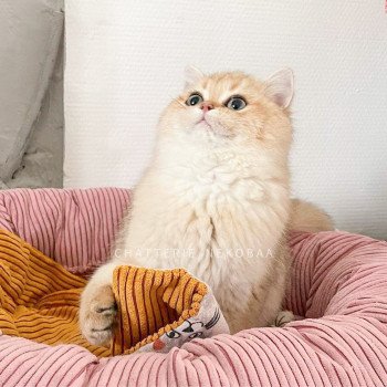 chat British Shorthair black golden shaded Yuuki Chatterie Nekobaa chat British Shorthair black golden shaded Yuuki Chatterie Nekobaa