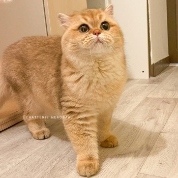 chat British Shorthair black golden shaded Yuuki Chatterie Nekobaa chat British Shorthair black golden shaded Yuuki Chatterie Nekobaa