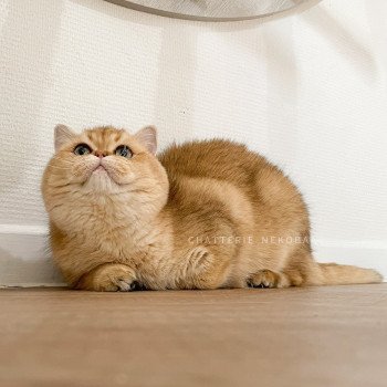 chat British Shorthair black golden shaded Yuuki Chatterie Nekobaa chat British Shorthair black golden shaded Yuuki Chatterie Nekobaa