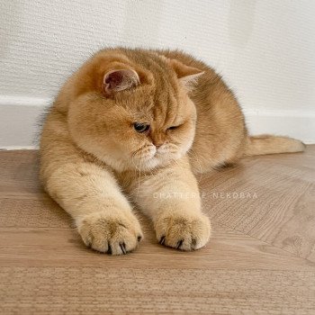 chat British Shorthair black golden shaded Yuuki Chatterie Nekobaa chat British Shorthair black golden shaded Yuuki Chatterie Nekobaa
