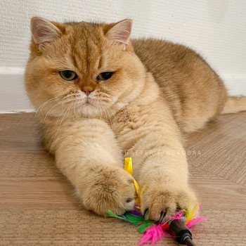 chat British Shorthair black golden shaded Yuuki Chatterie Nekobaa chat British Shorthair black golden shaded Yuuki Chatterie Nekobaa