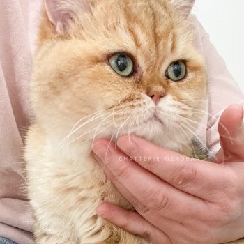 chat British Shorthair black golden shaded Yuuki Chatterie Nekobaa chat British Shorthair black golden shaded Yuuki Chatterie Nekobaa