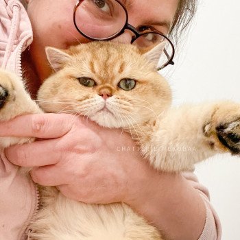 chat British Shorthair black golden shaded Yuuki Chatterie Nekobaa chat British Shorthair black golden shaded Yuuki Chatterie Nekobaa