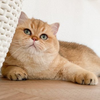 chat British Shorthair black golden shaded Yuuki Chatterie Nekobaa