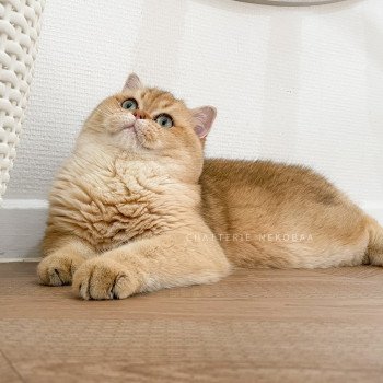 chat British Shorthair black golden shaded Yuuki Chatterie Nekobaa chat British Shorthair black golden shaded Yuuki Chatterie Nekobaa
