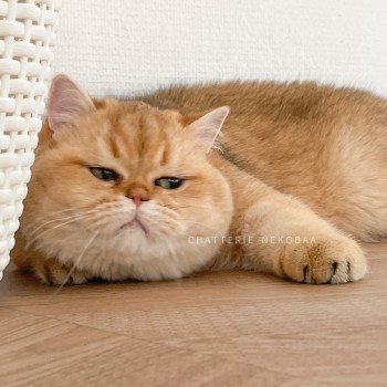 chat British Shorthair black golden shaded Yuuki Chatterie Nekobaa chat British Shorthair black golden shaded Yuuki Chatterie Nekobaa
