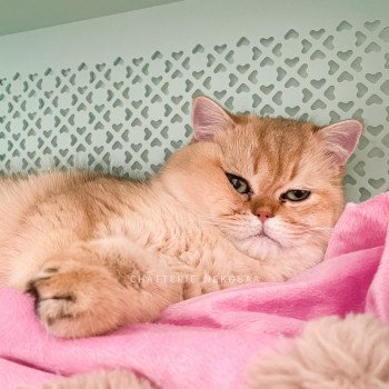 chat British Shorthair black golden shaded Yuuki Chatterie Nekobaa chat British Shorthair black golden shaded Yuuki Chatterie Nekobaa