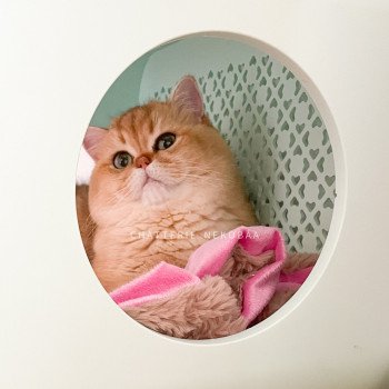 chat British Shorthair black golden shaded Yuuki Chatterie Nekobaa chat British Shorthair black golden shaded Yuuki Chatterie Nekobaa