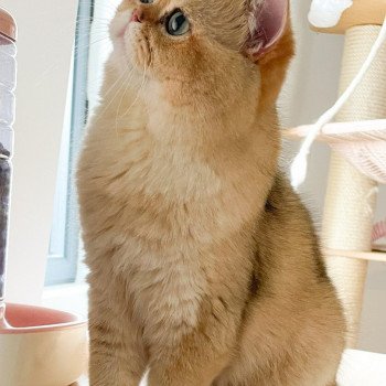 chat British Shorthair black golden shaded Yuuki Chatterie Nekobaa chat British Shorthair black golden shaded Yuuki Chatterie Nekobaa