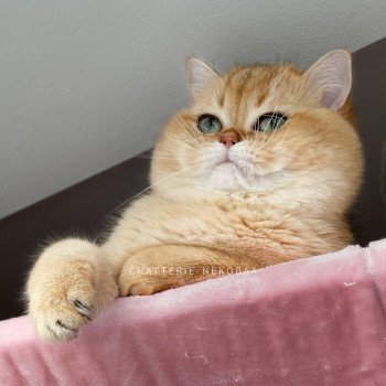 chat British Shorthair black golden shaded Yuuki Chatterie Nekobaa chat British Shorthair black golden shaded Yuuki Chatterie Nekobaa