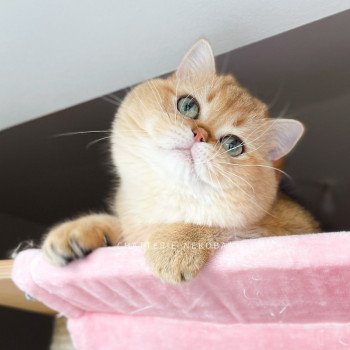 chat British Shorthair black golden shaded Yuuki Chatterie Nekobaa chat British Shorthair black golden shaded Yuuki Chatterie Nekobaa