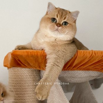 chat British Shorthair black golden shaded Yuuki Chatterie Nekobaa