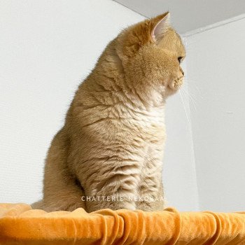 chat British Shorthair black golden shaded Yuuki Chatterie Nekobaa chat British Shorthair black golden shaded Yuuki Chatterie Nekobaa