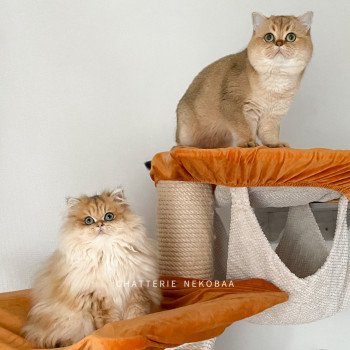 chat British Shorthair black golden shaded Yuuki Chatterie Nekobaa chat British Shorthair black golden shaded Yuuki Chatterie Nekobaa