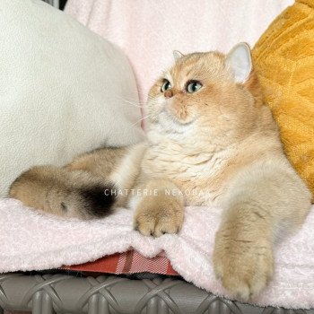 chat British Shorthair black golden shaded Yuuki Chatterie Nekobaa chat British Shorthair black golden shaded Yuuki Chatterie Nekobaa