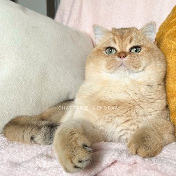chat British Shorthair black golden shaded Yuuki Chatterie Nekobaa chat British Shorthair black golden shaded Yuuki Chatterie Nekobaa