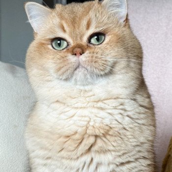 chat British Shorthair black golden shaded Yuuki Chatterie Nekobaa chat British Shorthair black golden shaded Yuuki Chatterie Nekobaa