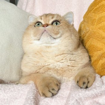 chat British Shorthair black golden shaded Yuuki Chatterie Nekobaa chat British Shorthair black golden shaded Yuuki Chatterie Nekobaa