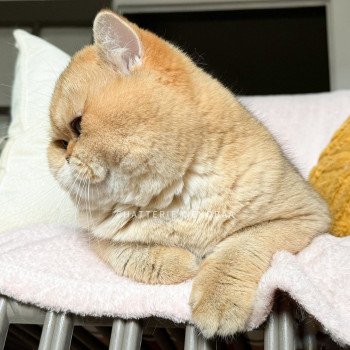 chat British Shorthair black golden shaded Yuuki Chatterie Nekobaa chat British Shorthair black golden shaded Yuuki Chatterie Nekobaa