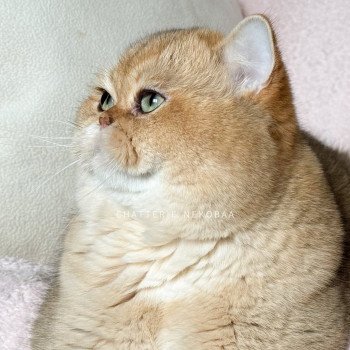 chat British Shorthair black golden shaded Yuuki Chatterie Nekobaa chat British Shorthair black golden shaded Yuuki Chatterie Nekobaa