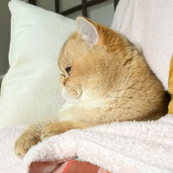 chat British Shorthair black golden shaded Yuuki Chatterie Nekobaa chat British Shorthair black golden shaded Yuuki Chatterie Nekobaa