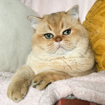 chat British Shorthair black golden shaded Yuuki Chatterie Nekobaa chat British Shorthair black golden shaded Yuuki Chatterie Nekobaa