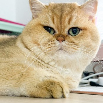chat British Shorthair black golden shaded Yuuki Chatterie Nekobaa chat British Shorthair black golden shaded Yuuki Chatterie Nekobaa