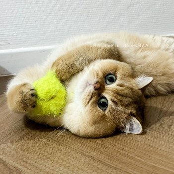 chat British Shorthair black golden shaded Yuuki Chatterie Nekobaa chat British Shorthair black golden shaded Yuuki Chatterie Nekobaa