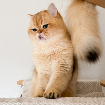 chat British Shorthair black golden shaded Yuuki Chatterie Nekobaa chat British Shorthair black golden shaded Yuuki Chatterie Nekobaa
